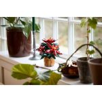 Lego The Botanical Collection: Poinsettia 10370 - Image 6