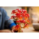 Lego The Botanical Collection: Japanese Red Maple Bonsai Tree 10348 - Image 8