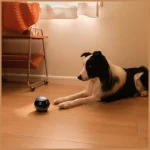 Enabot Robot Ebo Air2 Κάμερα Παρακολούθησης Full HD+ 4MP Μπαταρίας με Ηχείο Μπλε - Image 8