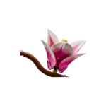 LEGO Botanical Collection Magnolia Branches για 18+ Ετών 435τμχ 11510 - Image 7