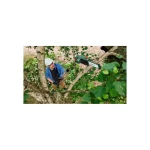Bosch UniversalChainPole 18 Τηλεσκοπικό Κονταροπρίονο Μπαταρίας 18V Solo Συνολικού Μήκους 260cm και Λάμα 20cm 06008B3101 - Image 5