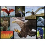 Birds Puzzle 2D 1000pcs 7230060 - Image 2