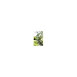 Cordless Trimmer Karcher 1.445-450.0 - Image 2